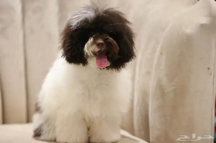 للبيع انثى توي بارتي بودل مستوردة 0