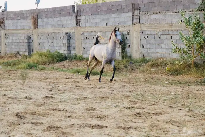 مهر شعبي للبيع 1