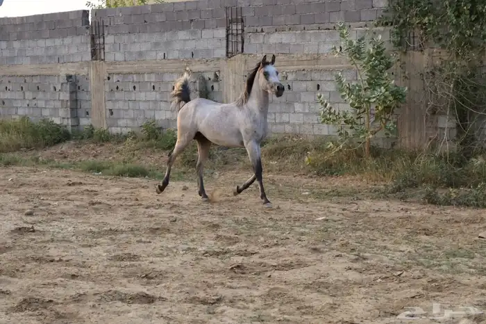 مهر شعبي للبيع 0