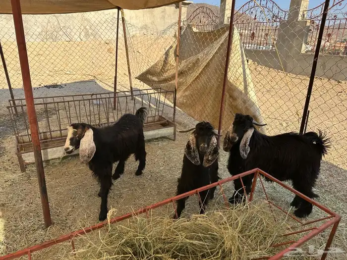 تيوس عوارض حلال ديرة 0