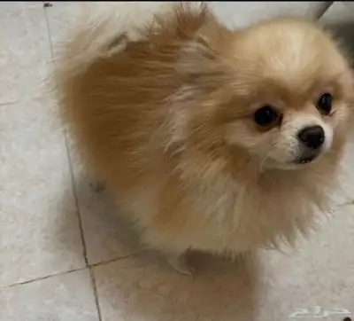 كلب برومينيان index