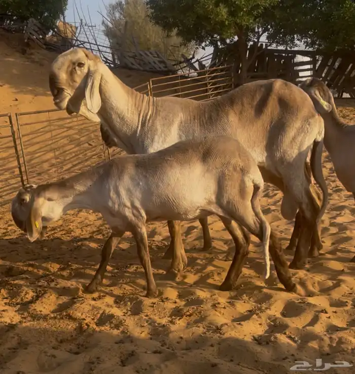 خروف ساكني فاخر راس صعب مرفق بناته 0