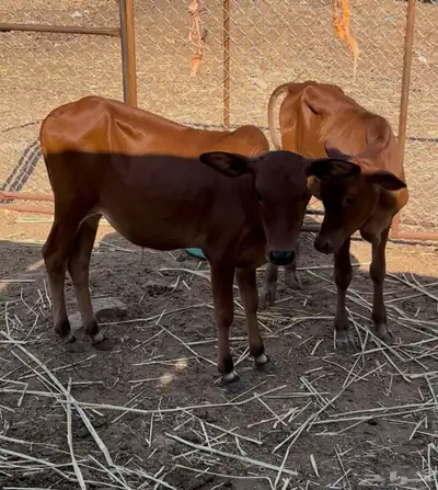 حسلان بلدي index