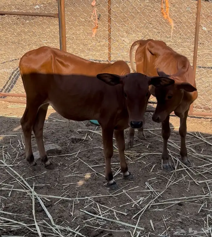 حسلان بلدي 0