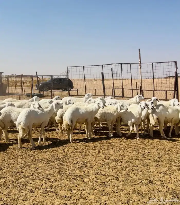 رخال حريات جذعات حرش مراح 150   7 شهور 1