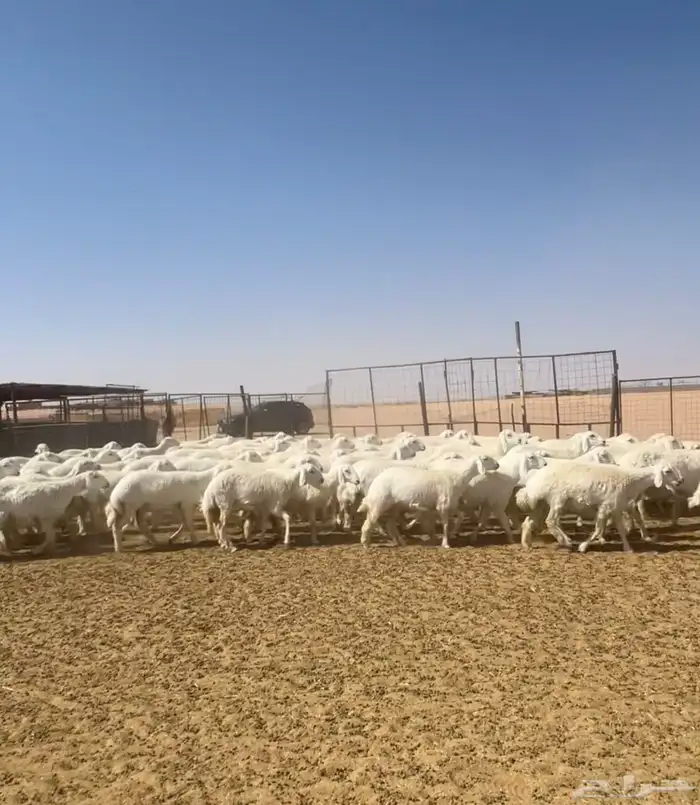 رخال حريات جذعات حرش مراح 150   7 شهور 5