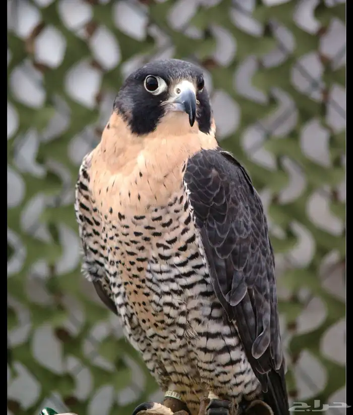 مطلوب شيهانه جبليه طول عرض من 13 الى 14 صايده الحمام وملواح 0