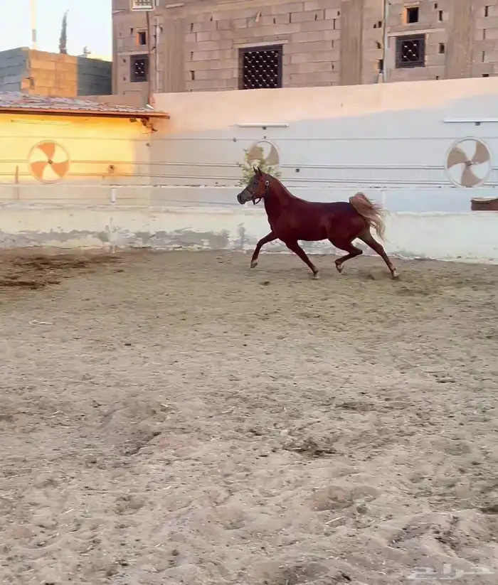 حصان عربي مصري بيور 3