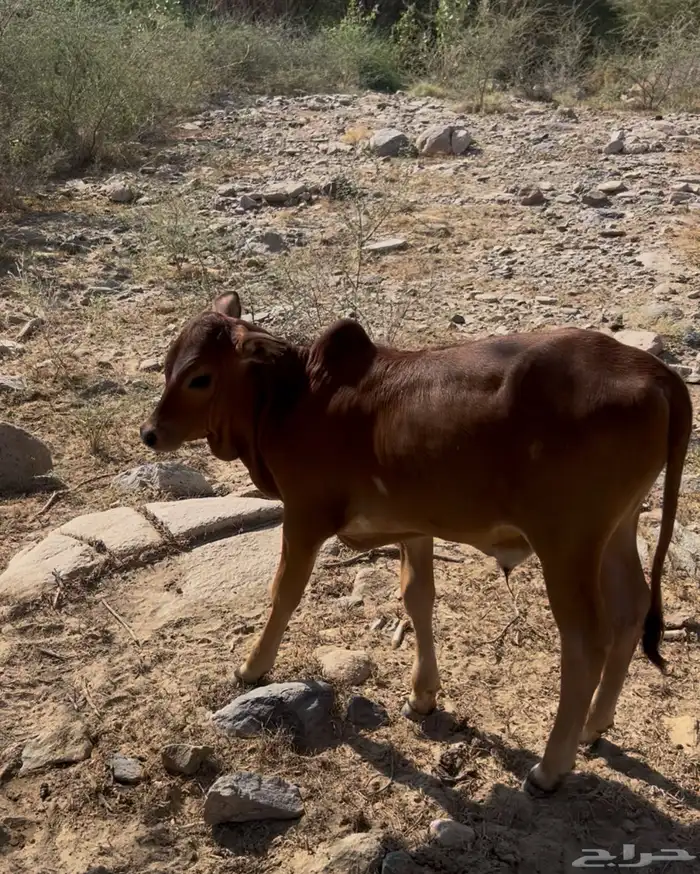 حسلان بلدي 1