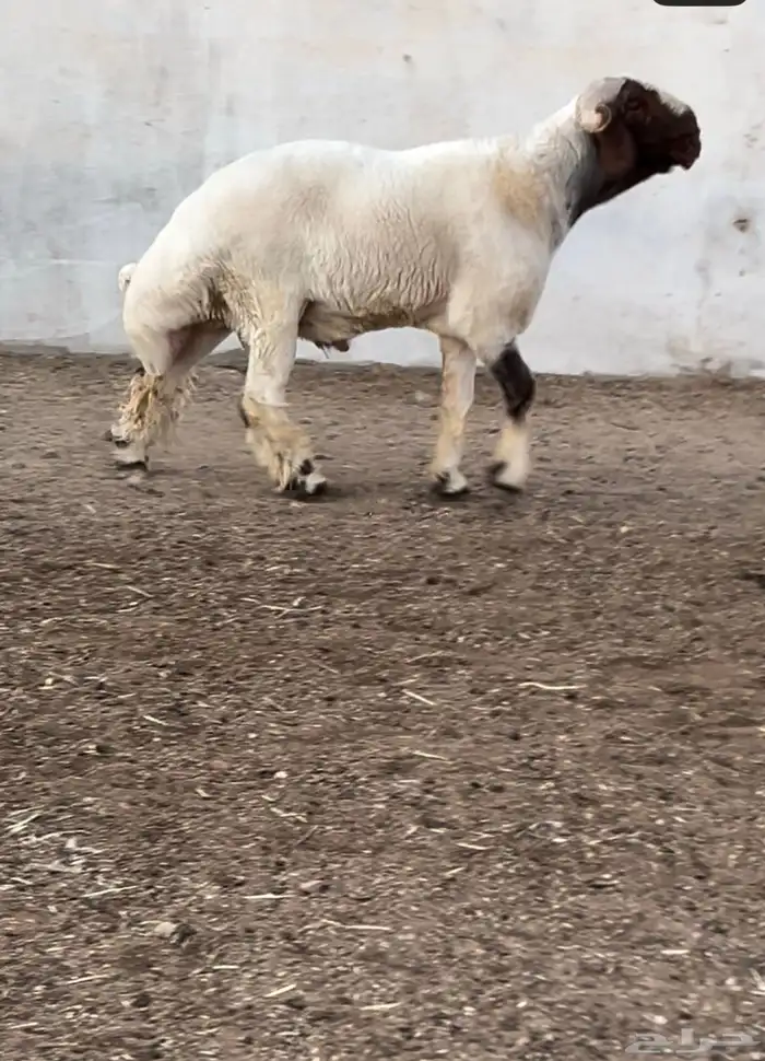 جدع نعيمي صنف فاخر للبيع 5