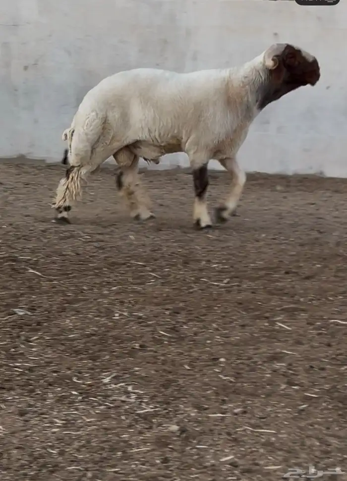 جدع نعيمي صنف فاخر للبيع 3