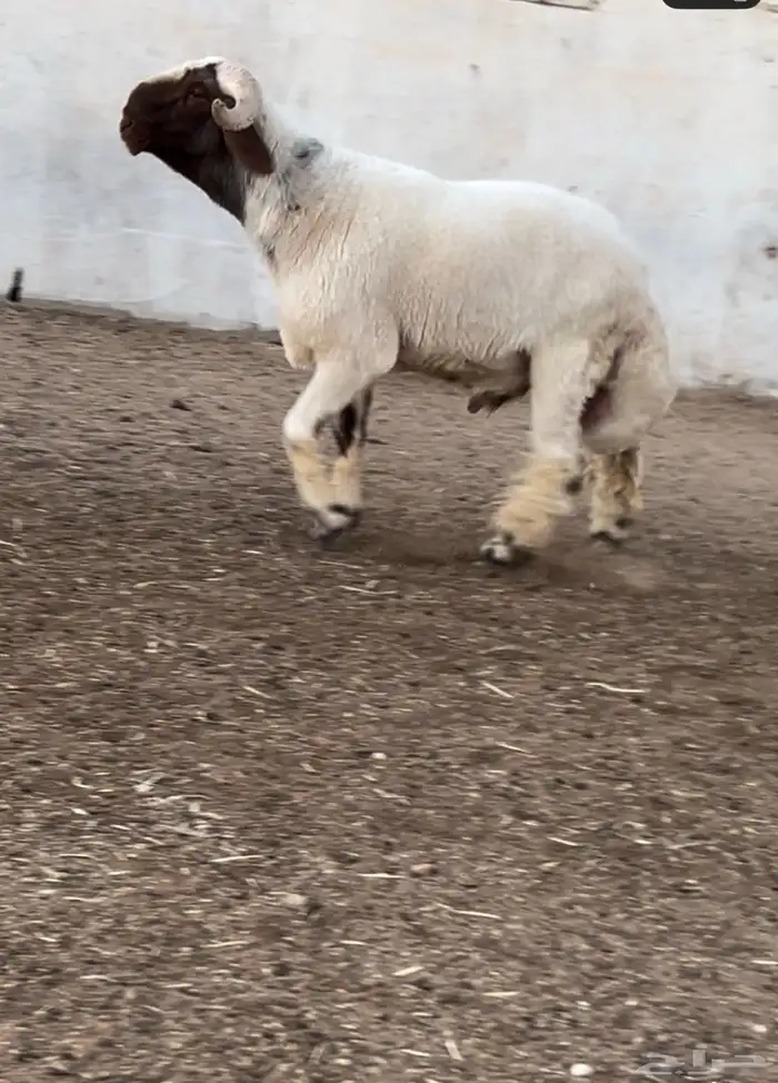 جدع نعيمي صنف فاخر للبيع 6