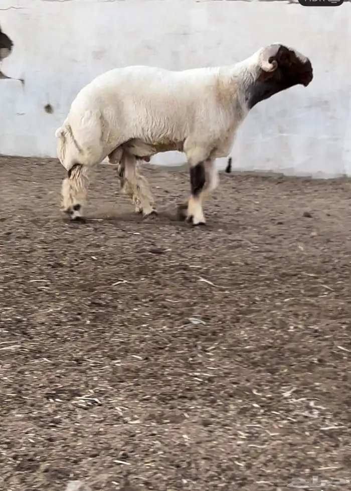 جدع نعيمي صنف فاخر للبيع 1