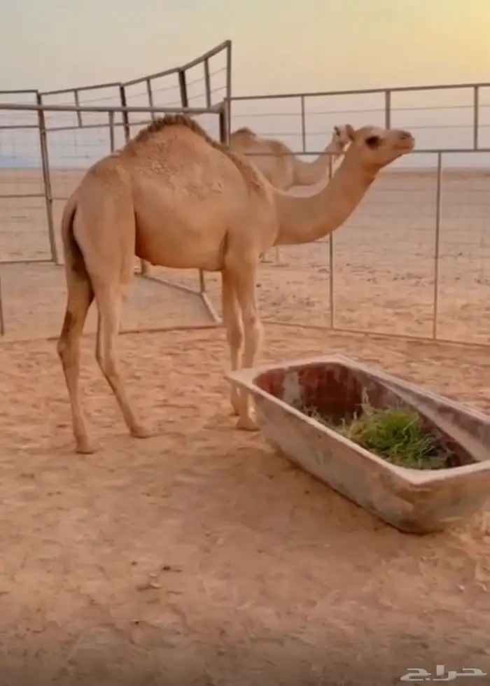 قعود للبيع الموقع الحناكية 1