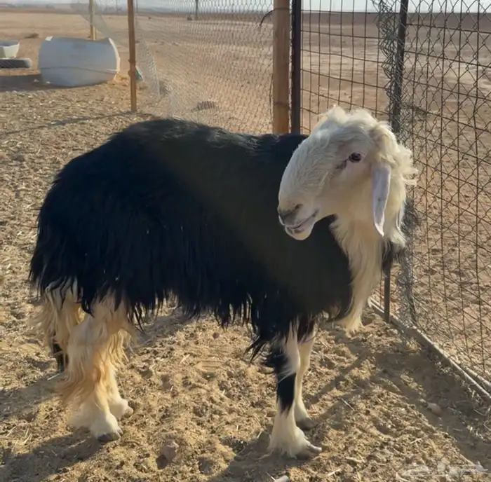 خروف نجدي 0