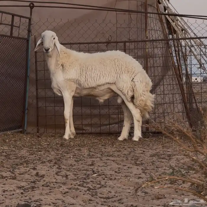 طلي مشروع فحل 3