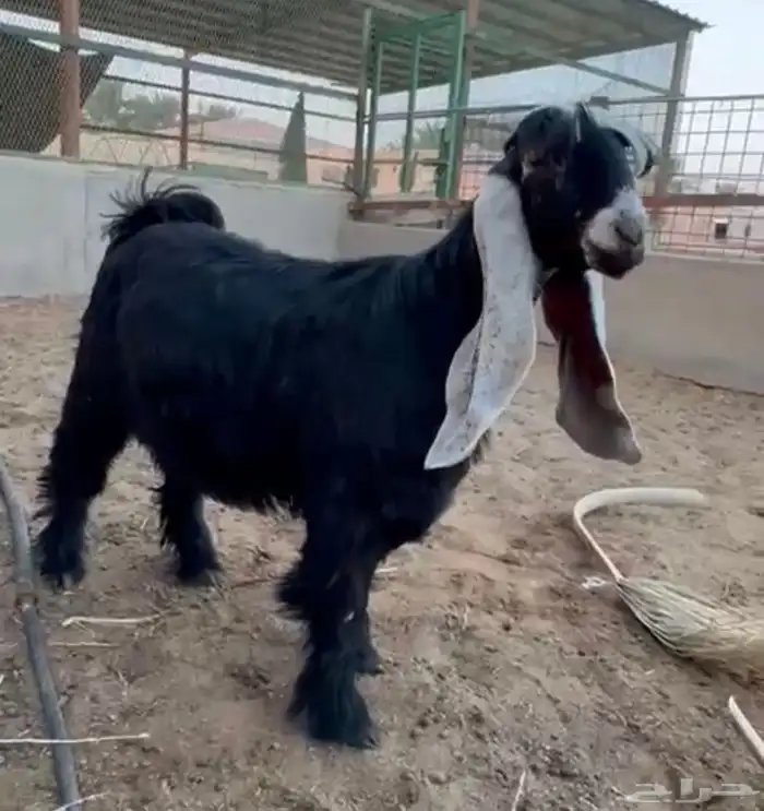 جفرتين عوارض صنف ومعرفات 1