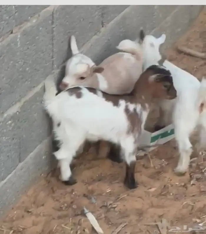 جفرات قزم بعمر شهر 0