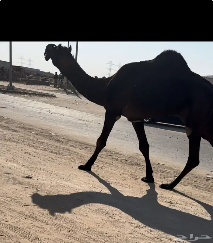 للبيع الجمل عليه 10 وعلى مخوف الأمير متعب 0