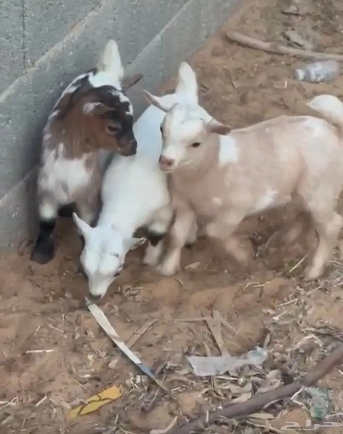 جفرات قزم بعمر شهر 1