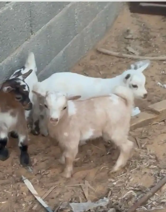 جفرات قزم بعمر شهر 2