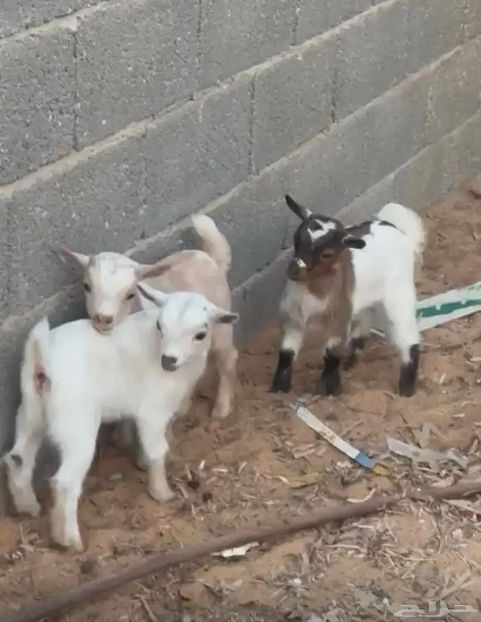 جفرات قزم بعمر شهر 3