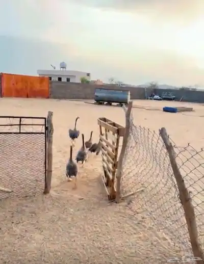 وز عراقي للبيع 0