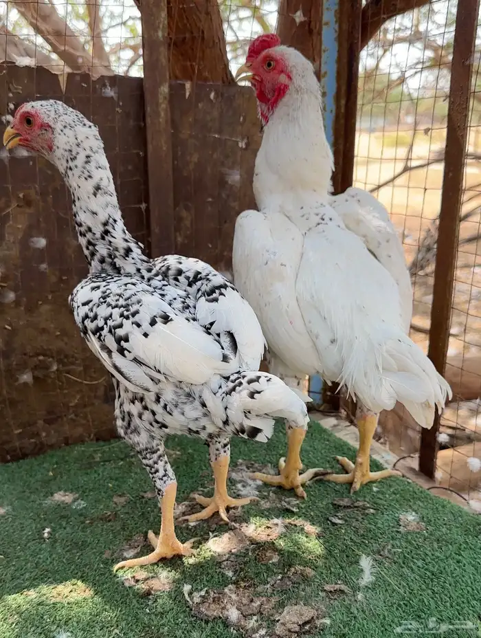 كوشامو الماني امهات انتاج خوارج 1