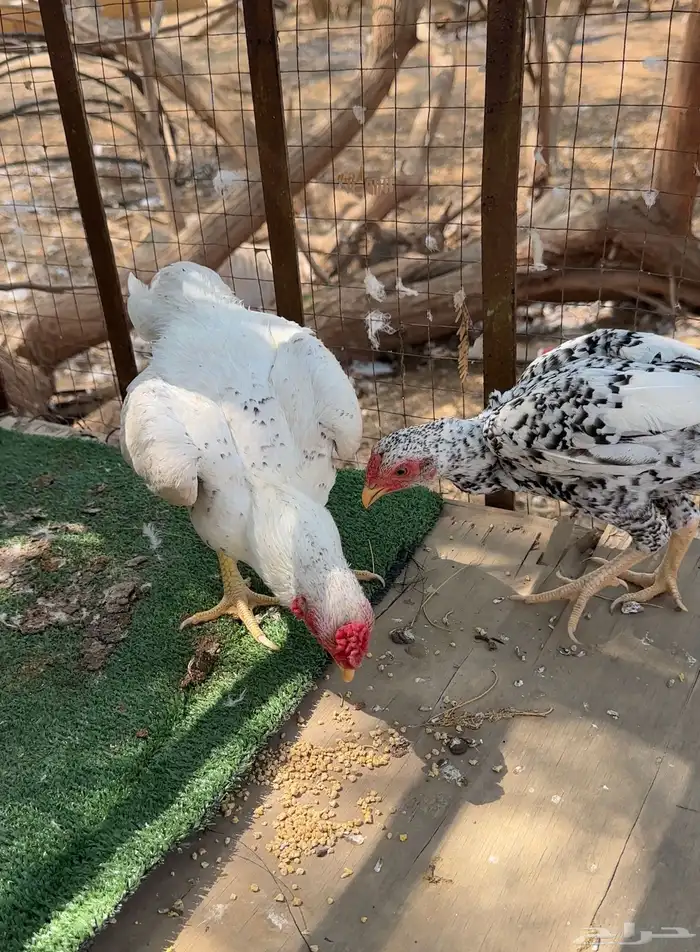 كوشامو الماني امهات انتاج خوارج 4