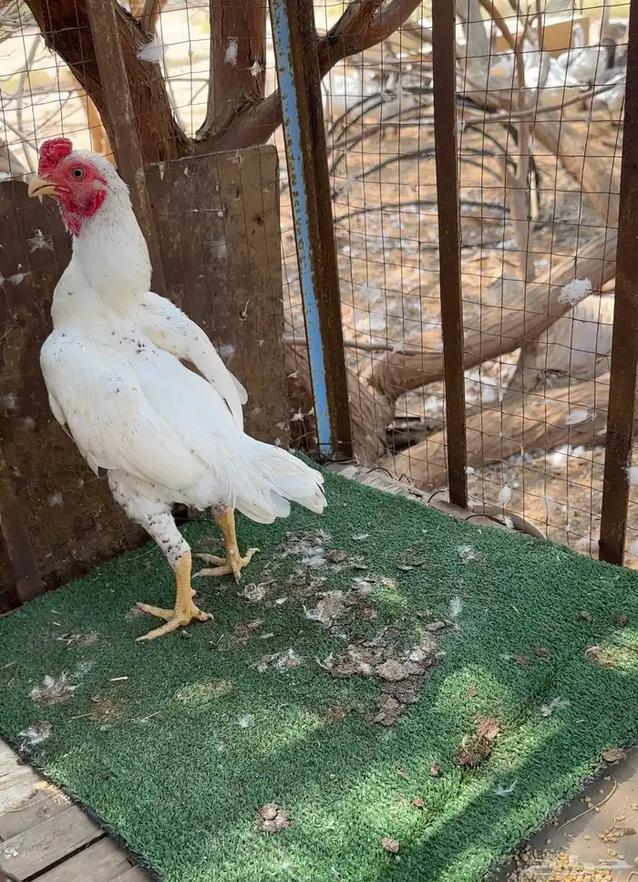 كوشامو الماني امهات انتاج خوارج 2