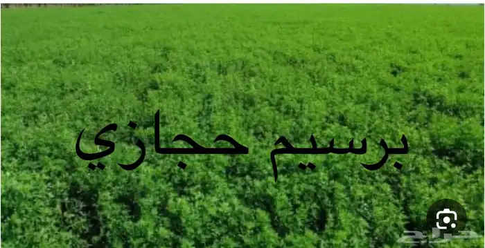 برسيم حجازي 0