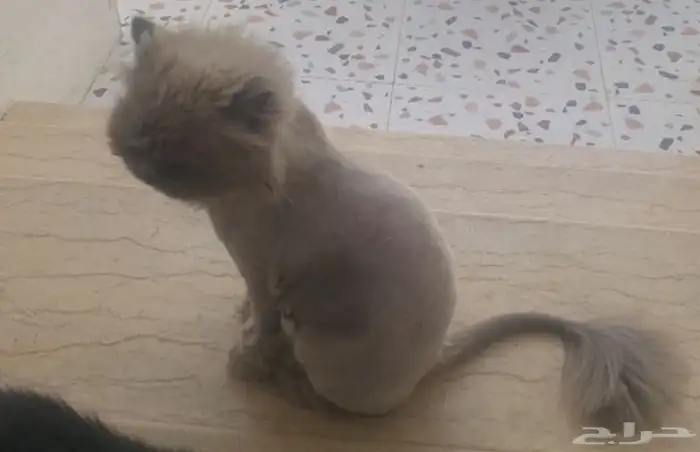 قطوة ضايعة بحي البوادي صارلها فترا طويلة 1