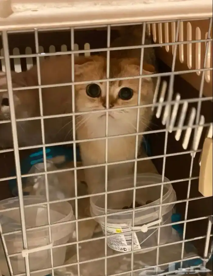 مندوب توصيل من جدة للرياض 1