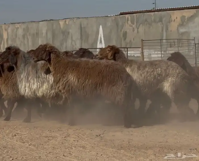 غنم دبس فاااخره دفيع شرط العدد 18 13