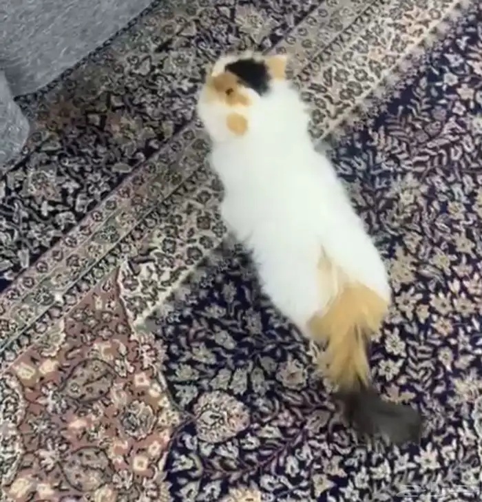 انثى منتجة كاليكو بيكي فيس 1