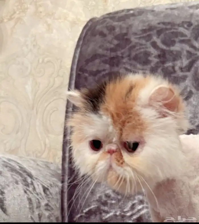 انثى منتجة كاليكو بيكي فيس 0