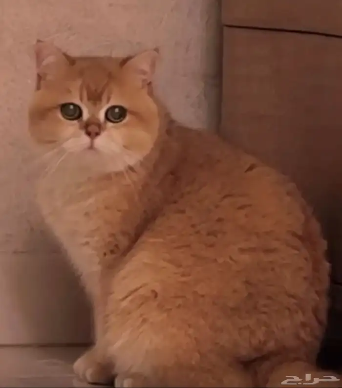 للبيع انثى برتش ny12 مسجلة وذكر برتش ny12 1