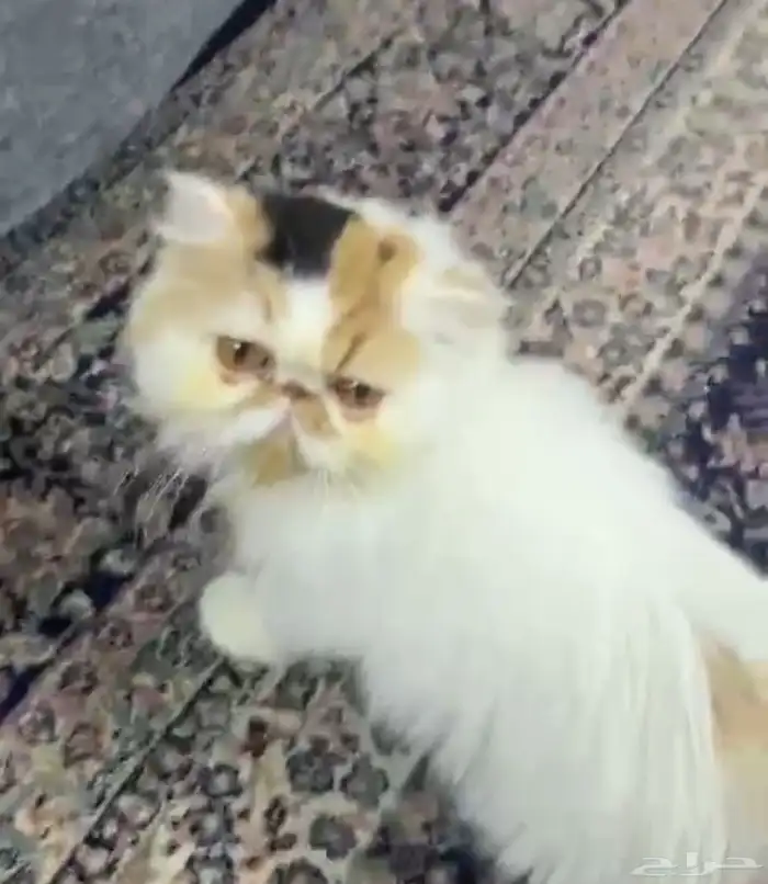 انثى منتجة كاليكو بيكي فيس 3