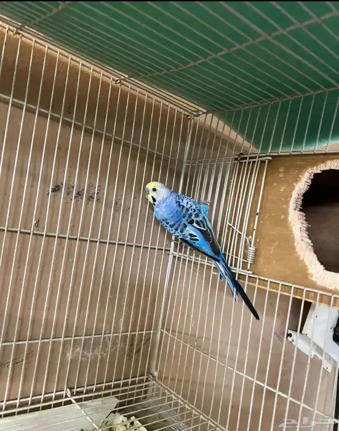 جوز طيور حب بادجي للبيع 1