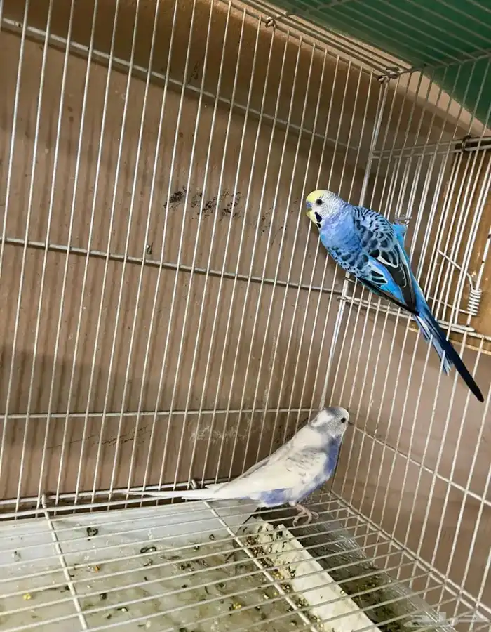 جوز طيور حب بادجي للبيع 0