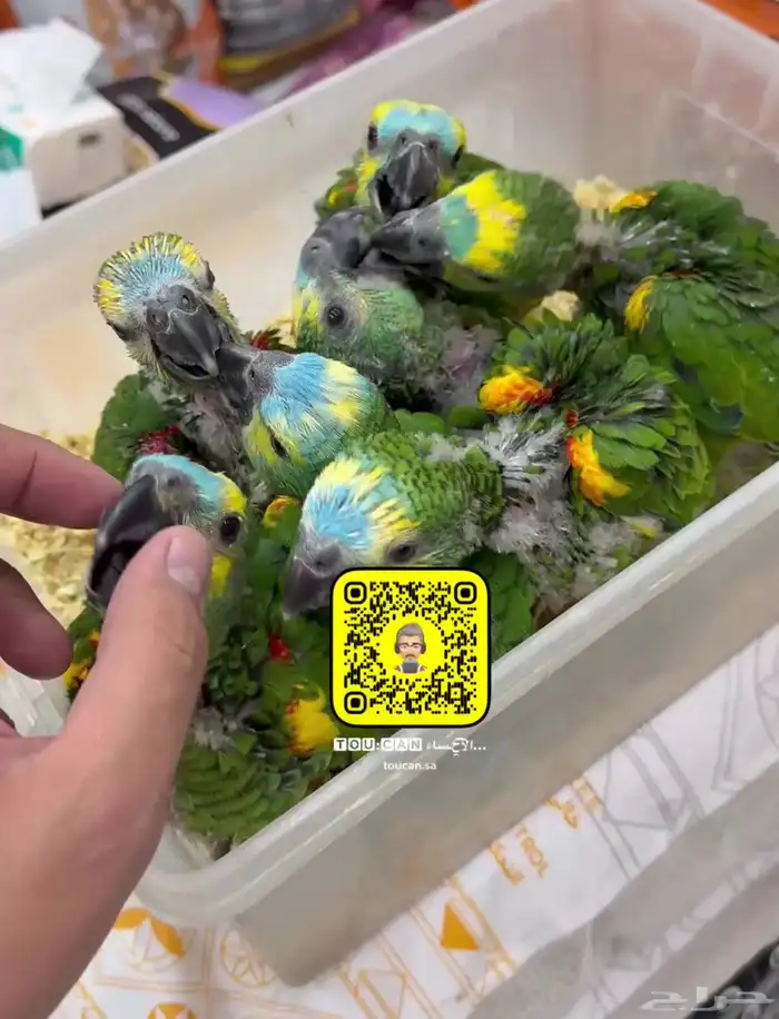 فروخ امازون بلوفرنتد 2