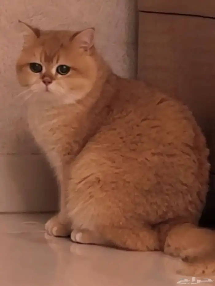 للبيع انثى برتش ny12 مسجلة وذكر برتش ny12 2