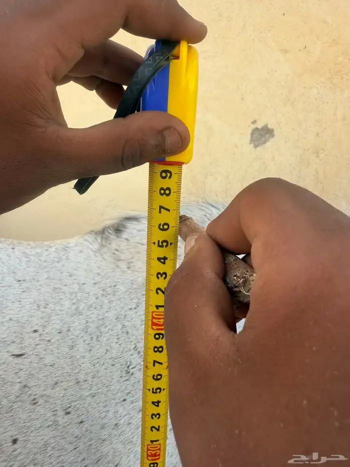 فرس شعبيه للبيع 4