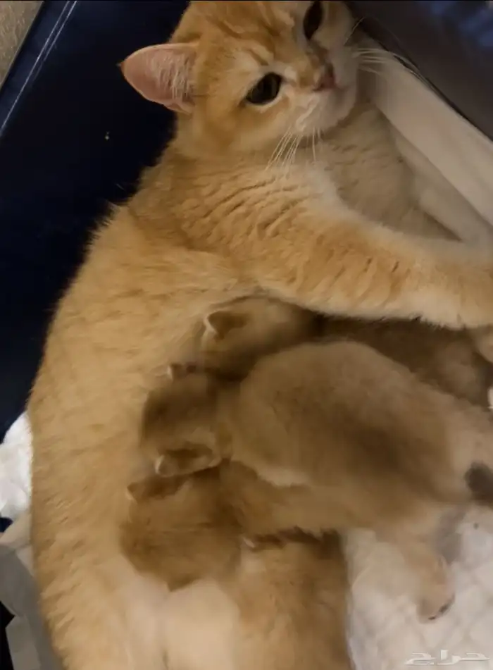 للبيع انثى برتش ny12 مسجلة وذكر برتش ny12 4