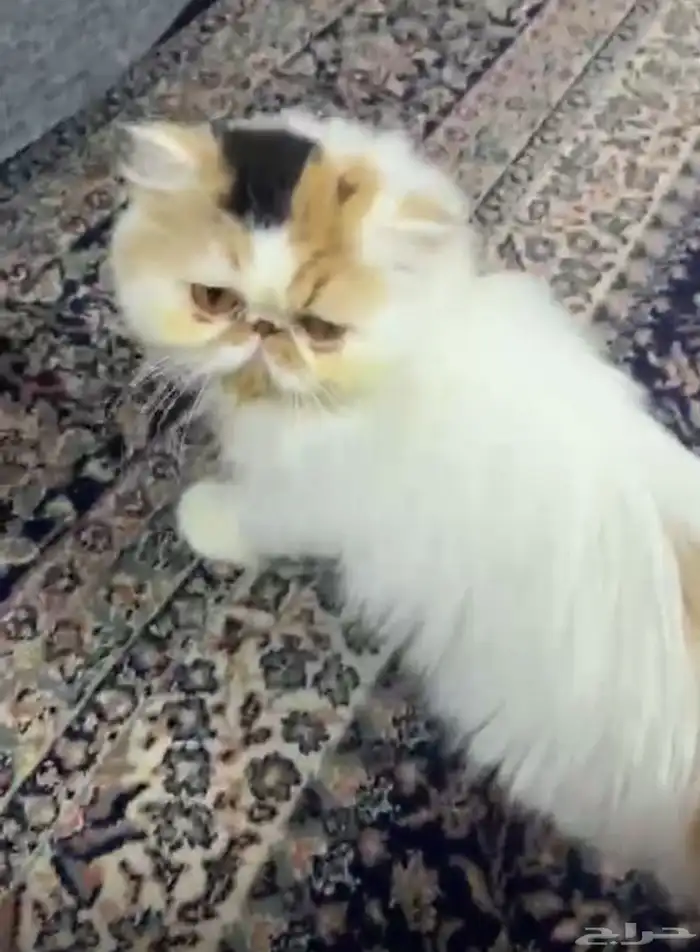 انثى منتجة كاليكو بيكي فيس 2