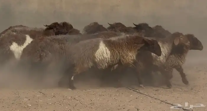 غنم دبس فاااخره دفيع شرط العدد 18 11