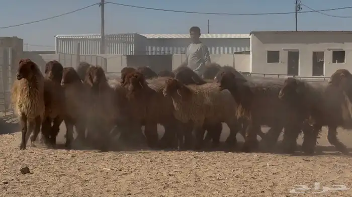 غنم دبس فاااخره دفيع شرط العدد 18 1