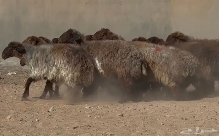 غنم دبس فاااخره دفيع شرط العدد 18 7