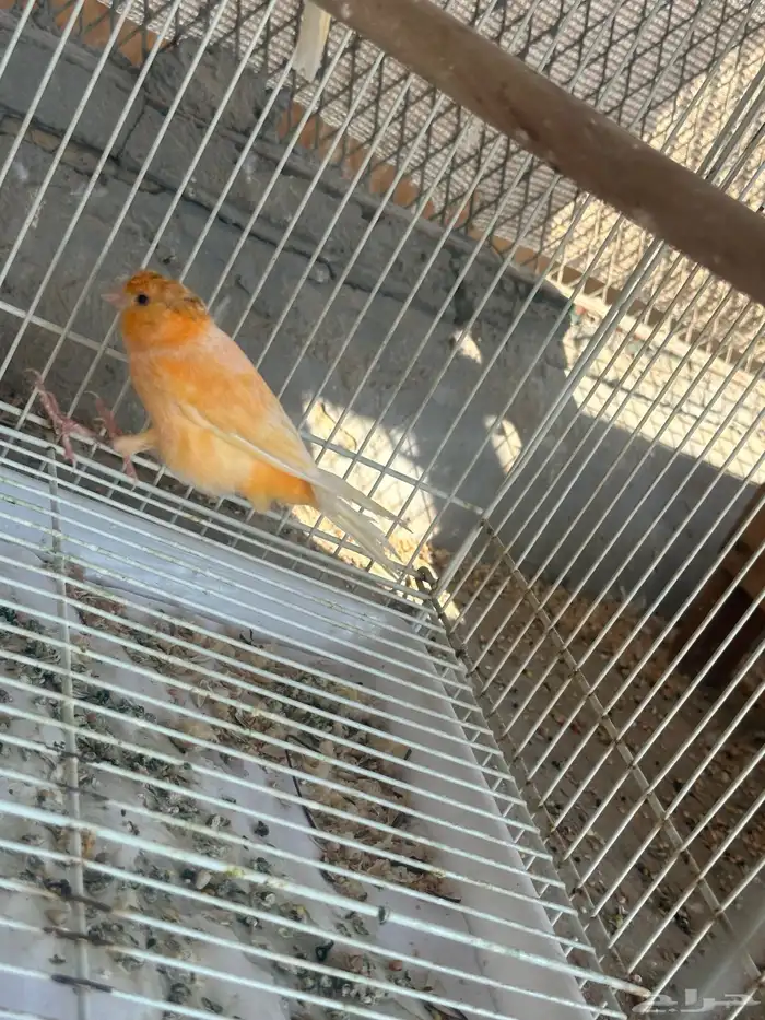 كناري ويمام ماسي برق 9