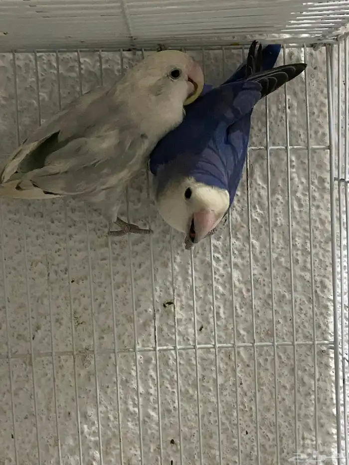 طيور روز للتبني 2